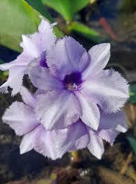 Image result for Halopegia azurea