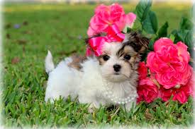 Contact louisiana newfoundland breeders near you using our free newfoundland breeder search tool below! Morkie Puppies For Sale In Louisiana Princess Puppies