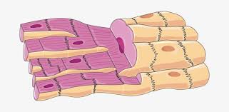 It is divided into two subgroups; Cardiac Muscle Cells Smooth Muscle Cell Cartoon Transparent Png 680x322 Free Download On Nicepng