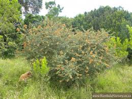 Image result for Searsia rehmanniana