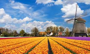 Vi dirò mi sono innamorata di questa terra, mi ha ma l'olanda non offre solo i campi di tulipani da vedere, si possono trovare tantissime altre specie di fiori con dei campi bellissimi. Il Profumo Dell Olanda In Fiore Www Stile It