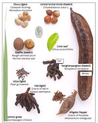 Image result for Monodora minor