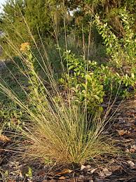 Image result for Sporobolus spicatus