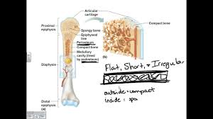 Compact bone is the denser, stronger of the two types of osseous tissue (figure 6.3.6). Dr Parker A P I Chapter 6 Bone Tissue Youtube