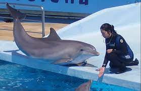 In case you decide to follow this career path, you can expect to earn anywhere between $24.000 and $72.000 annually. How To Become A Dolphin Trainer