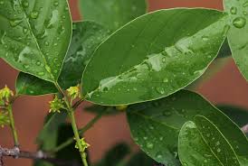 Image result for Berchemia zeyheri