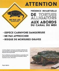 A common snapping turtle 2. Warning Issued After Alligator Snapping Turtles Found In France Cgtn