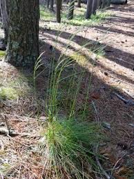 Image result for Avenella flexuosa