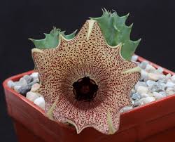 Image result for Huernia longituba