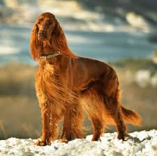 Find local goldendoodle puppies for sale and dogs for adoption near you. Irish Setter Puppies For Sale Adoptapet Com