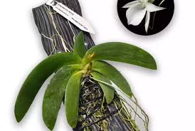Image result for Angraecum sacciferum
