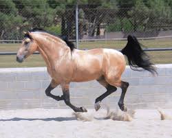 The andalusian, also known as the pure spanish horse or pre (pura raza española), is a horse breed from the iberian peninsula, where its ancestors have lived for thousands of years. Buckskin Pre Horses Most Beautiful Horses Big Horses