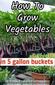 An Attractive Simple Way To Grow Vegetables In 5 Gallon Buckets Container Gardening Garden Vegeta Bucket Gardening Growing Vegetables Container Vegetables