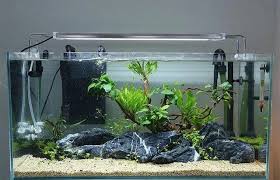 Jenis tanaman hias air tawar untuk mempercantik aquarium anda ada berbagai macam jenis. Desain Aquarium Air Tawar Model Terbaik Harga Murah Hingga Sekarang