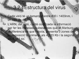 Check spelling or type a new query. Ppt Els Filovirus Powerpoint Presentation Free Download Id 6048804