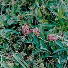 Image result for Alysicarpus