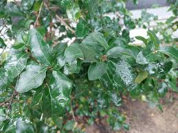 Image result for Coffea racemosa