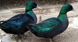 Black And White Domestic Duck Species Google Image Result For Http I250 Photobucket Com Albums Gg243 Fourhchickens Ducks Drakebei Jpg Black East Indie Ducks Duck Breeds Cayuga Breeds