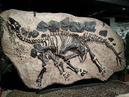 Fossilized In Ground Stegosaurus Fossils Dinosaur Fossils Dinosaur