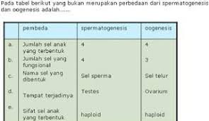 Perbedaan Spermatogenesis Dan Oogenesis Bentuk Mitosis Pelindung Kepala