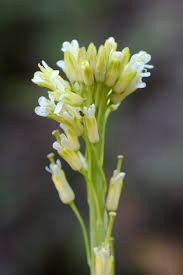 Image result for Turritis glabra