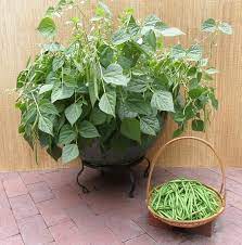 You Can Grow Green Beans Snap Beans Or Wax Beans Even If You Don T Have A Lot Of Space Growing Green Beans Container Gardening Vegetables Container Gardening