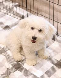 My name is Carly and I own Canine Connection Training Centre. We offer  group training and private lessons for puppy, obedience, recall,  reactivity, agility, scent and tricks. We offer a private Facebook