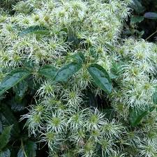 Image result for Clematis dolichopoda