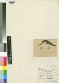 Image result for Crassocephalum montuosum