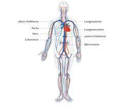 Herz Kreislauf System Cardiosecur