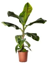 Image result for Musa Cavendish