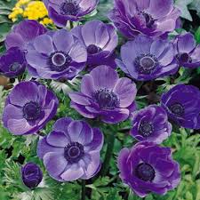 Anemone Mr Fokker Bulb Flowers Spring Bulbs Garden Anemone