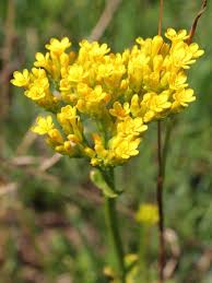 Image result for Sebaea sedoides