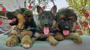 From a litter of 6 we have 2 more boys left, borned from champions parents and the grandsons of a double world champion vegas du haut mansard they come with pedigree, performance certificate and. German Shepherd Longcoat Double Coat Vs Short Coat Doggyz World Youtube