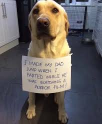 24 Funny Animal Pictures Animal Shaming Funny Animal Memes Funny Animals