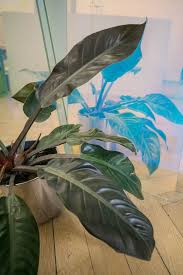 Philodendron Rojo Congo Philodendron Planting Flowers Plants
