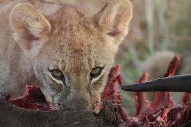 Food chain length is another way of describing food webs as a measure of the number of species encountered as energy or nutrients move from the plants to top predators.: Food Chains And Food Webs Advanced Ck 12 Foundation