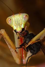 Fly Brains For Breakfast Mmm Mmm Good Praying Mantis Animals Beautiful Bugs
