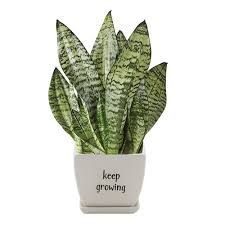 Poppies field near reserve lancaster ca stock image download now. Fashion Flowers Fresh Flowers In Lancaster Ca Same Day Flower Gift Delivery