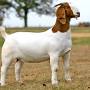 Unique goat breeds from www.agriculture.com