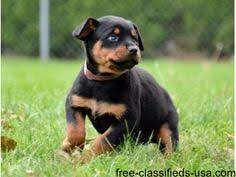 39 Puppies For Sale Ideas Puppies Puppies For Sale Dogs And Puppies