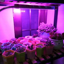 Uv Light For Plants Gardening On Carousell