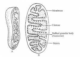 We did not find results for: Mitochondria Function Location Mitochondria Diagram And Mitochondrion Structure Jotscroll