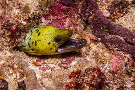And i was like, no way! Fimbriated Moray Eel Facts And Photographs Seaunseen