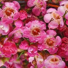 Chamelaucium Strawberry Surprise Waxflower Australian Native Plants Plants Australian Plants