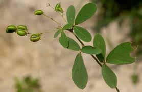 Image result for Pycnospora