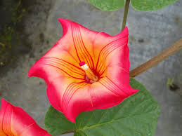 Image result for Stictocardia