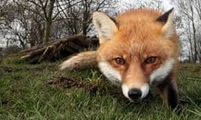 We did not find results for: How Can I Get Rid Of Foxes Wildlife The Guardian
