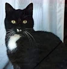 Huhu kevin wird im oktober 6 und über dem rechten schneidezahn sieht man schon im. Zahngesundheit Bei Katzen Ein Schwieriges Thema Tierarztpraxis Dr Reinhold Erbing