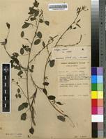 Image result for Indigofera subulata